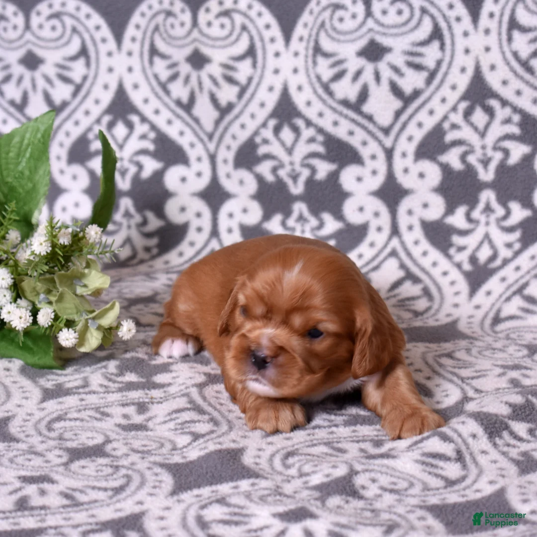 Cavalier King Charles Spaniel dogs for sale: Becky - Ad 7