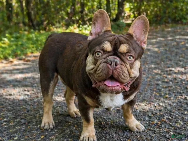 French Bulldog dogs for sale: Mousse - Ad 2