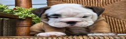 English Bulldog dogs for sale: Bagel - Ad 6