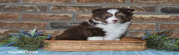 Miniature Australian Shepherd dogs for sale: Frances - Ad 3
