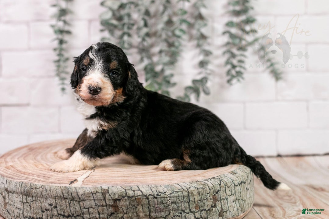 Bernedoodle dogs for sale: Axel - Ad 9