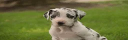 Great Dane dogs for sale: Blake Great Dane  - Ad 3