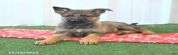 German Shepherd dogs for sale: Havanna - Ad 4