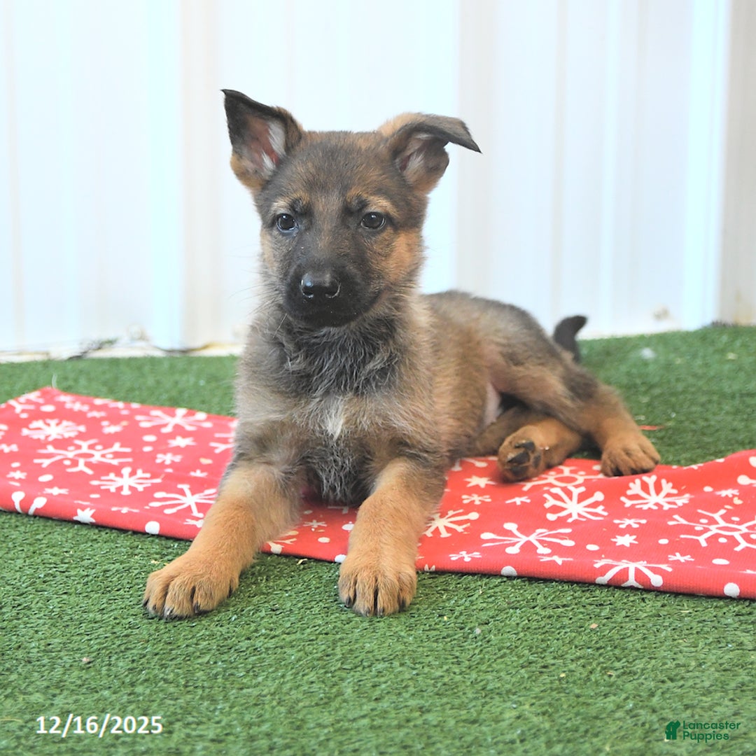 German Shepherd dogs for sale: Havanna - Ad 4