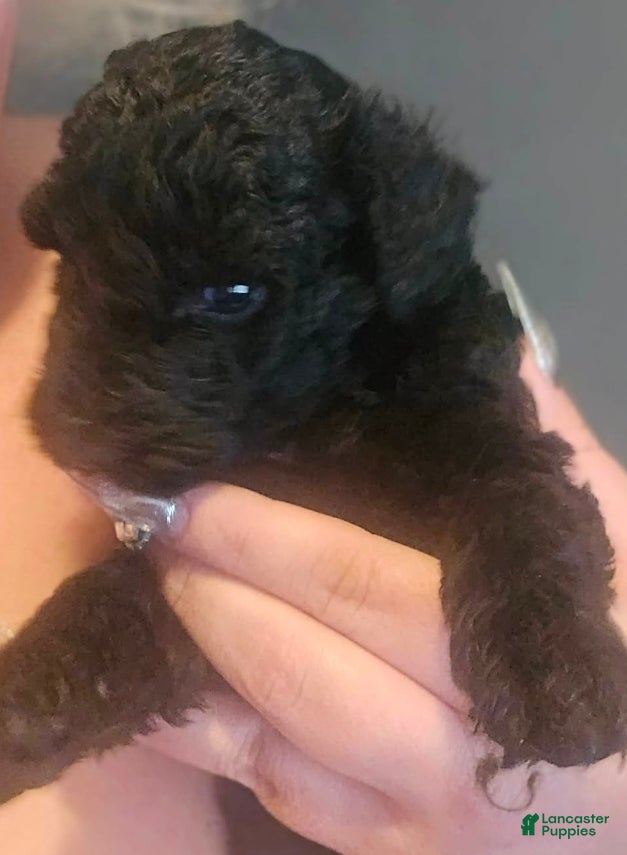 Goldendoodle dogs for sale: Goldendoodle 5 - Ad 4