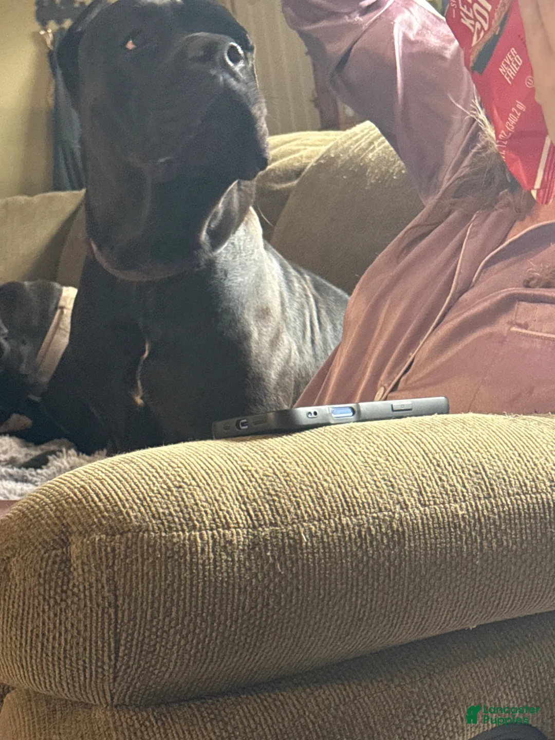 Cane Corso dogs for sale: Cane Corso 2 Formentino  - Ad 3