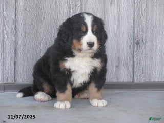 Bernese Mountain Dog dogs - Ad 5