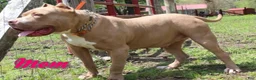 American Bully dogs for sale: Lilath - Ad 6