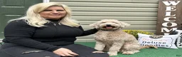 Mini Goldendoodle dogs for sale: Grogu - Ad 2