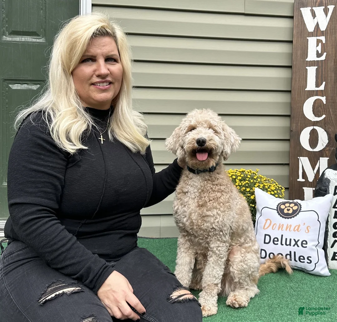 Mini Goldendoodle dogs for sale: Grogu - Ad 2