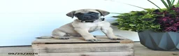 English Mastiff dogs for sale: Jordan - Ad 1