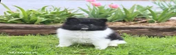 Pomeranian dogs for sale: Top Hat - Ad 1