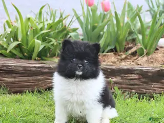 Pomeranian dogs for sale: Top Hat - Ad 3
