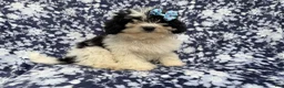 Shihpoo dogs for sale: Darlin - Ad 4