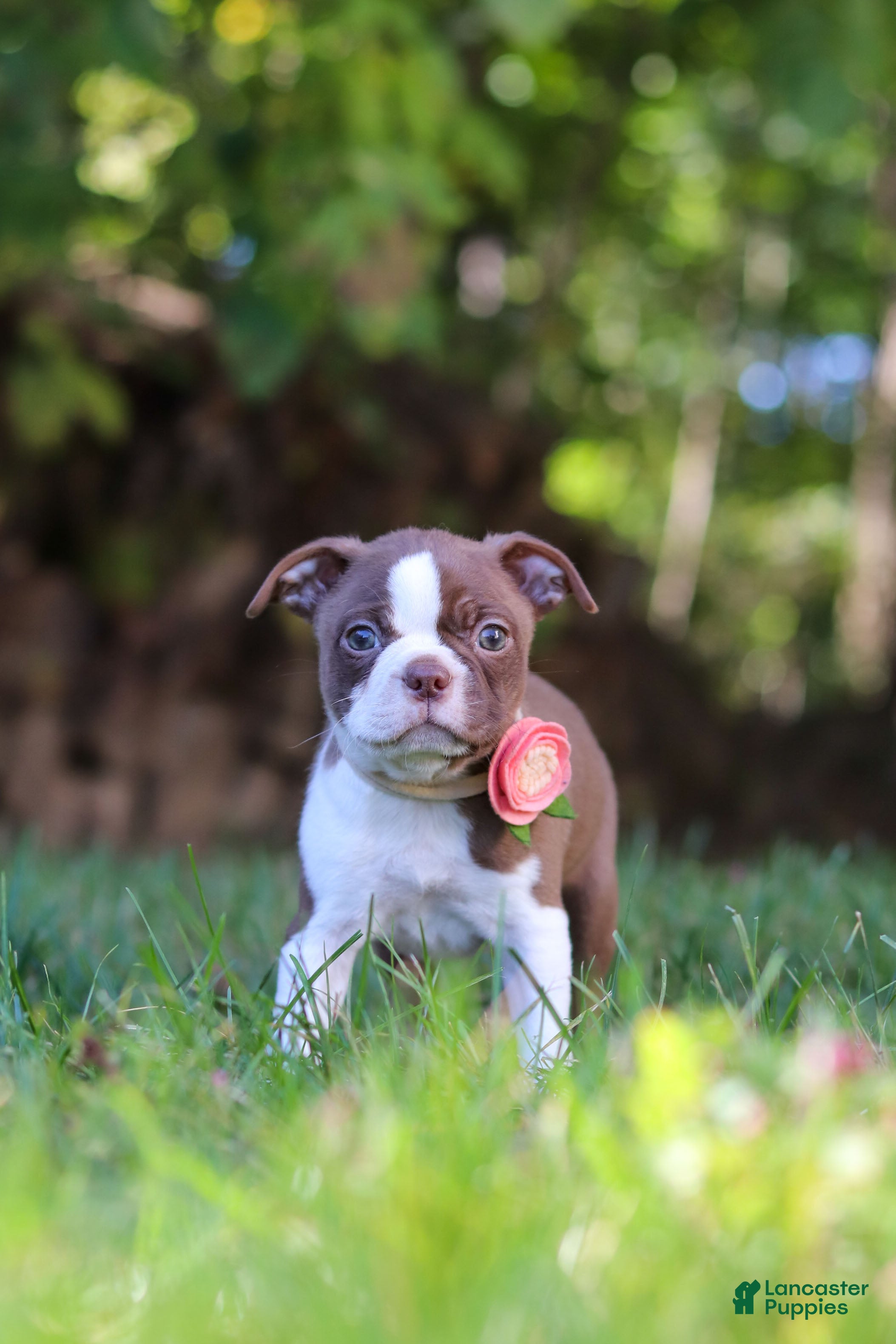 Boston Terrier dogs for sale: Ariana - Ad 2