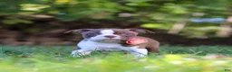 Boston Terrier dogs for sale: Ariana - Ad 2
