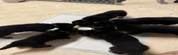 German Shepherd dogs for sale: Gray collar (male) - Ad 6