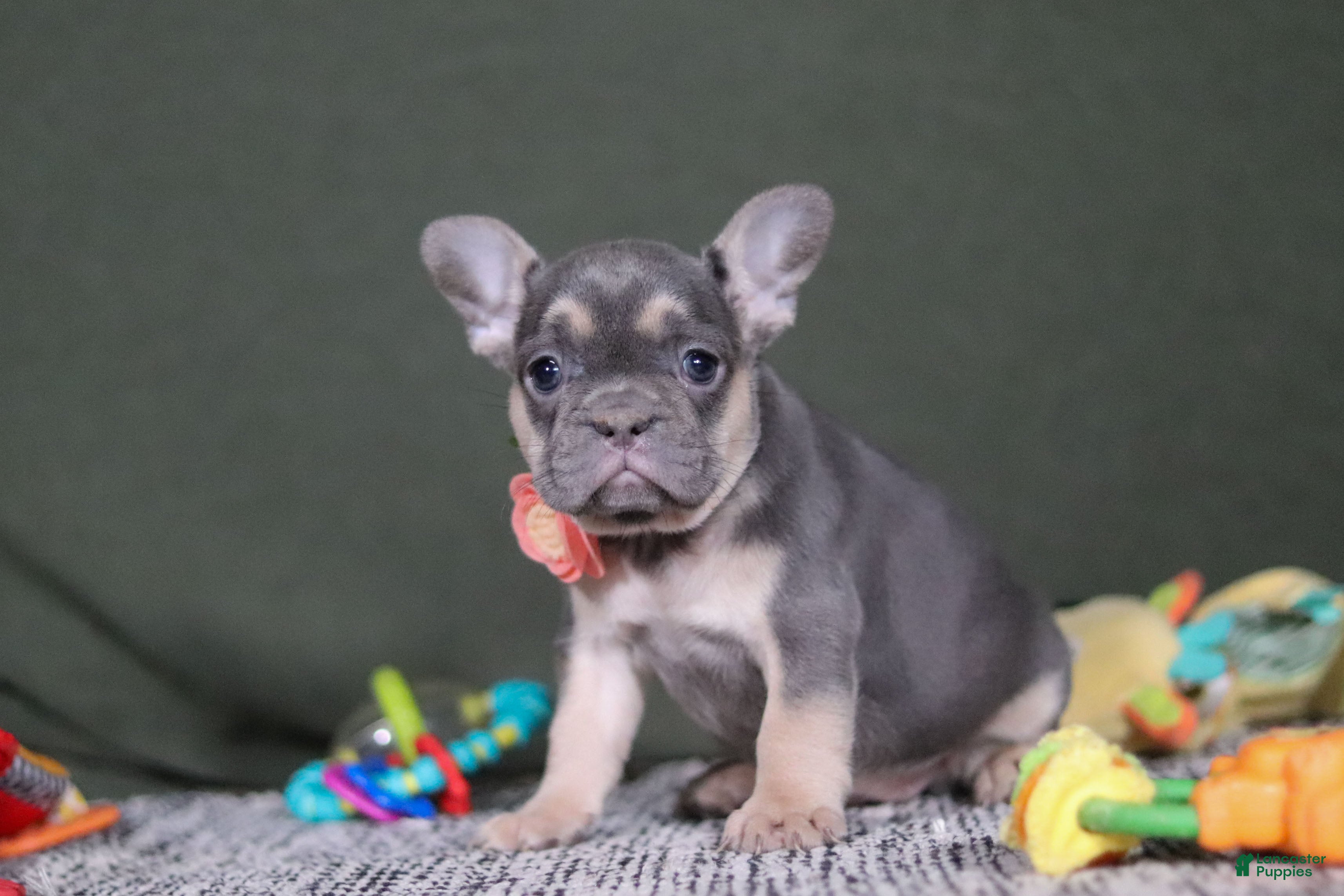 French Bulldog dogs Bethany - Ad 24