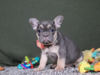 French Bulldog dogs Bethany - Ad 24