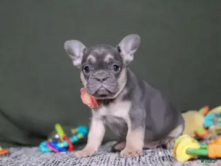 French Bulldog dogs Bethany - Ad 42
