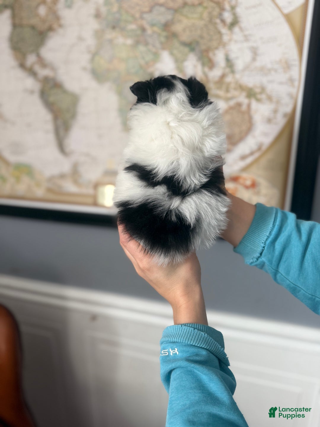 Pomeranian dogs for sale: Pomeranian Puppy 2 - Ad 3