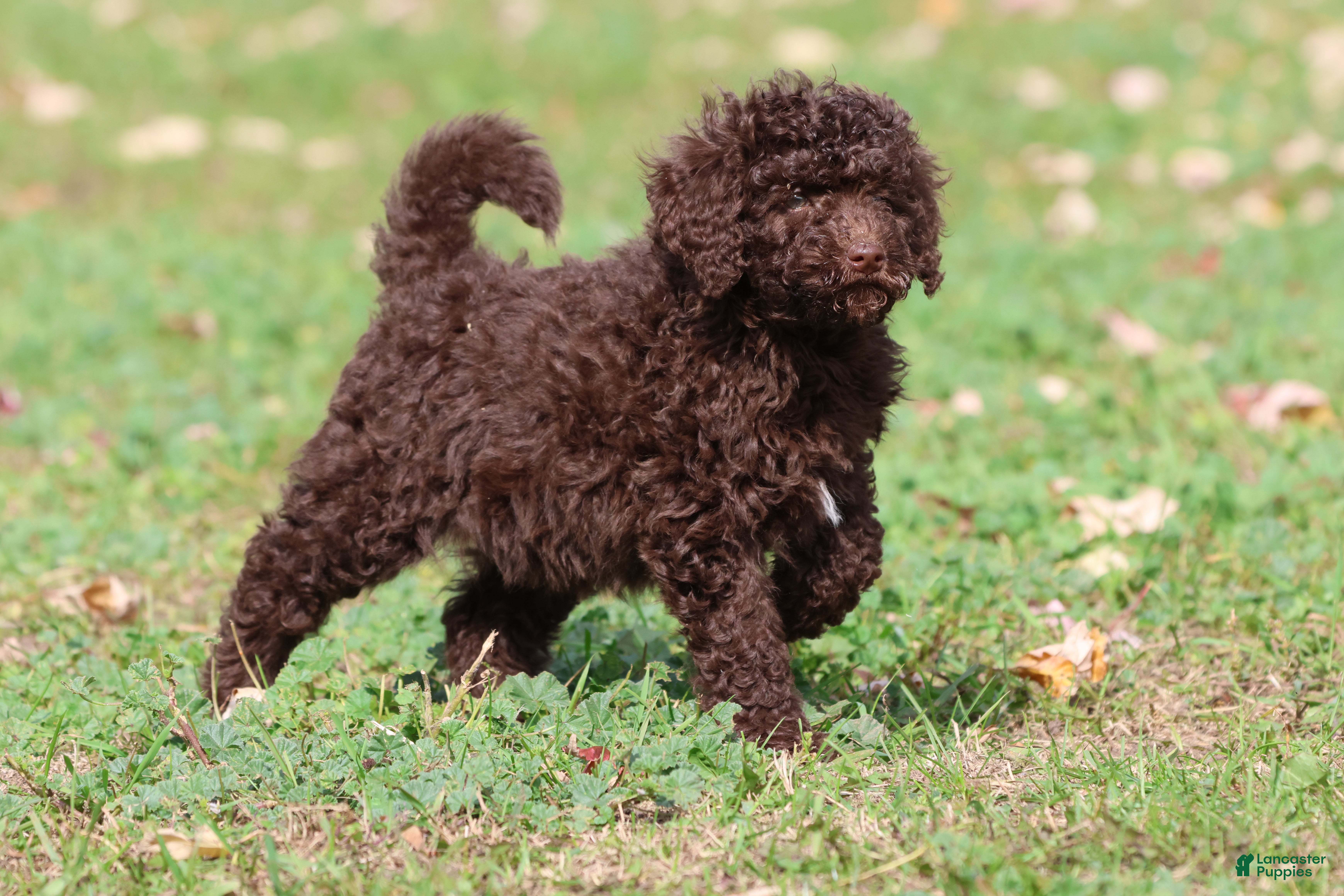 Mini Bernedoodle dogs Truffles - Ad 1