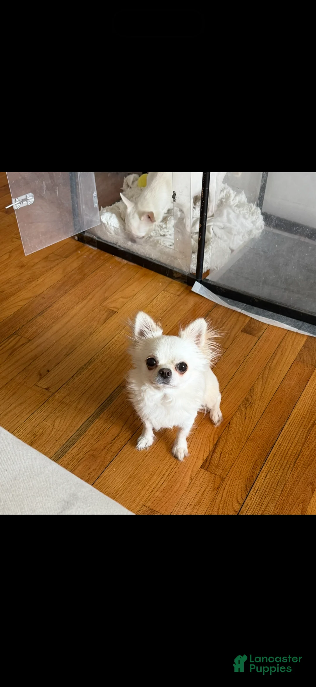 Chihuahua dogs for stud:  Chihuahua stud - Ad 5