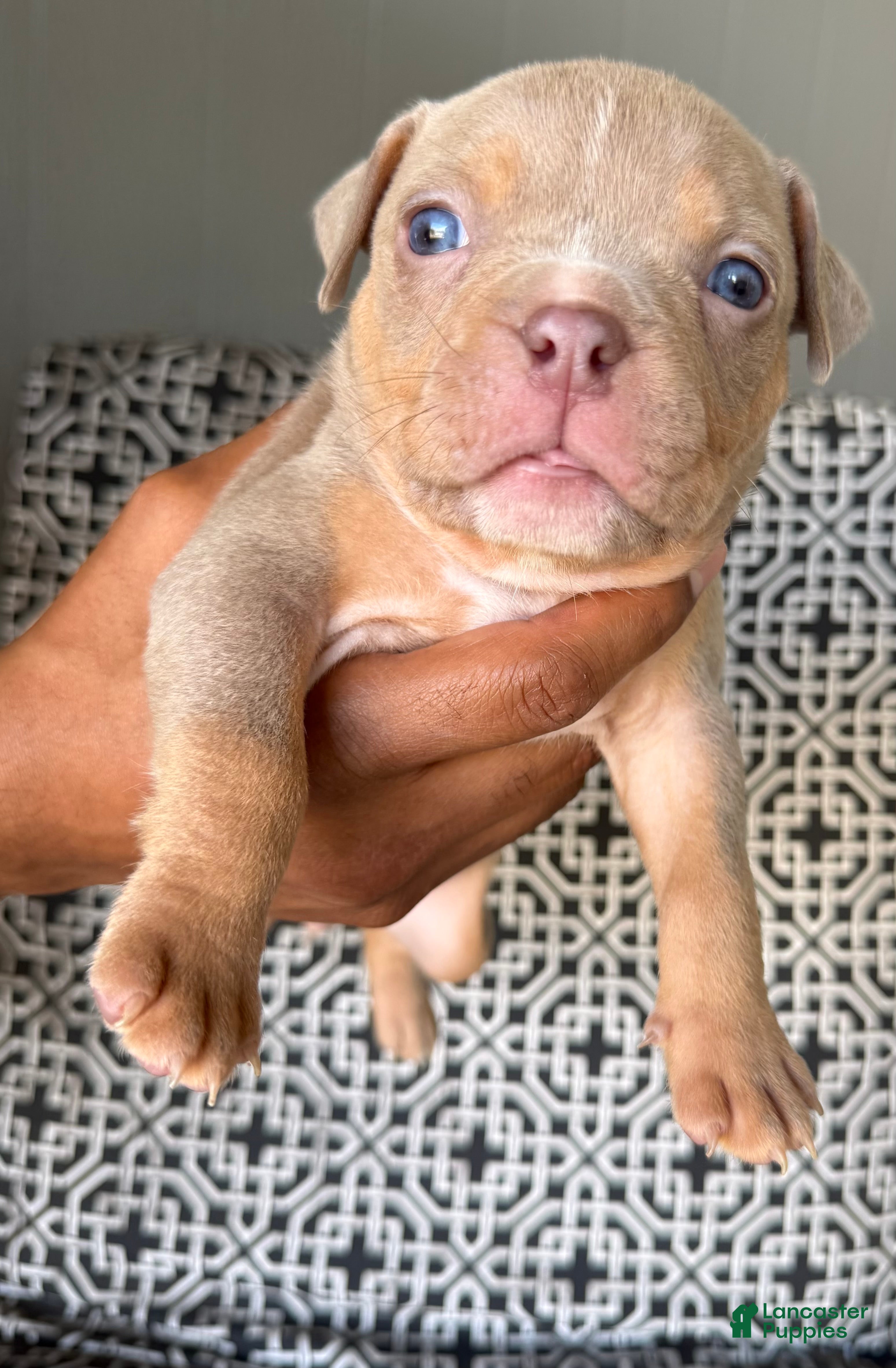 American Bully dogs for sale: American Bully 4 - Ad 36
