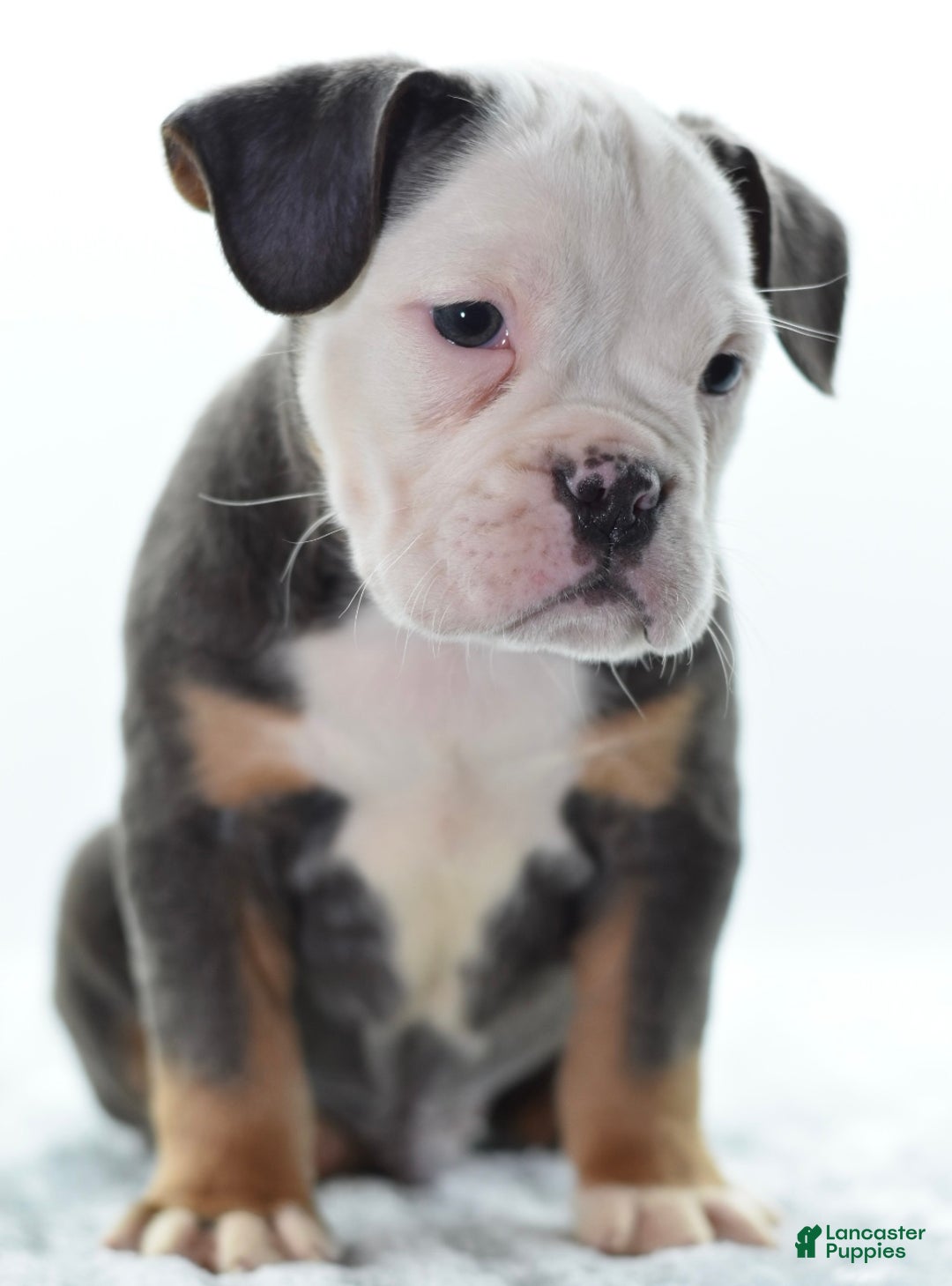 Mixed Breed dogs for sale: Macho blue mini  - Ad 7