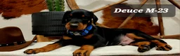 Doberman Pinscher dogs for sale: Doberman Pinscher Puppy 3 - Ad 8