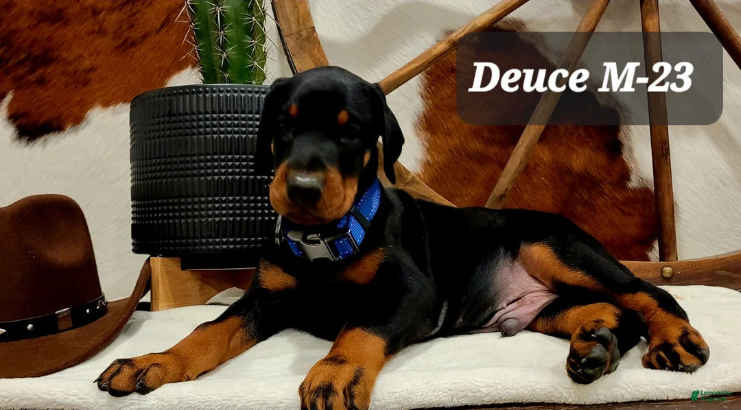 Doberman Pinscher dogs for sale: Doberman Pinscher Puppy 3 - Ad 8