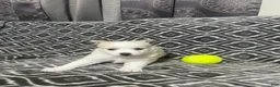 Pomsky dogs for sale: Honey  - Ad 3