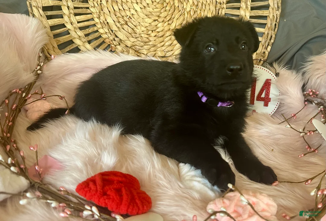 German Shepherd dogs for sale: Violet  - Ad 6