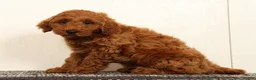 Mini Goldendoodle dogs for sale: Seager - Ad 4
