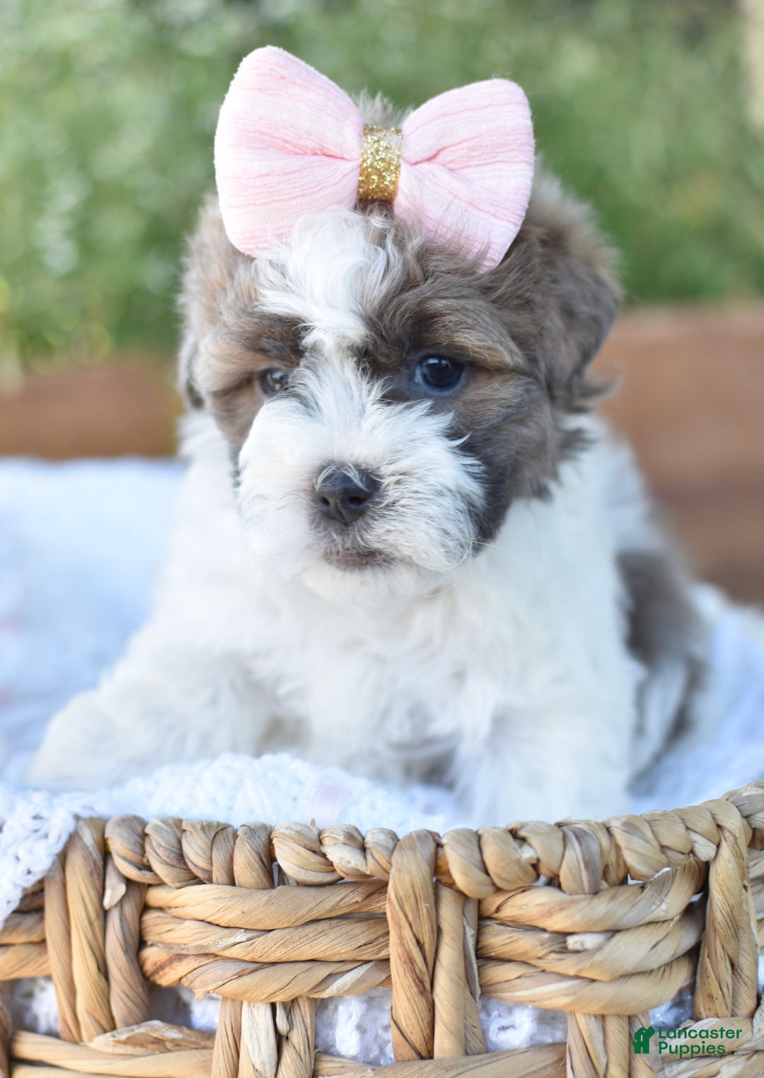 Mixed Breed dogs for sale: Snickers - Ad 5