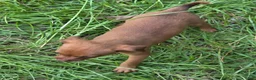 Chiweenie dogs for sale: Foxy - Ad 5