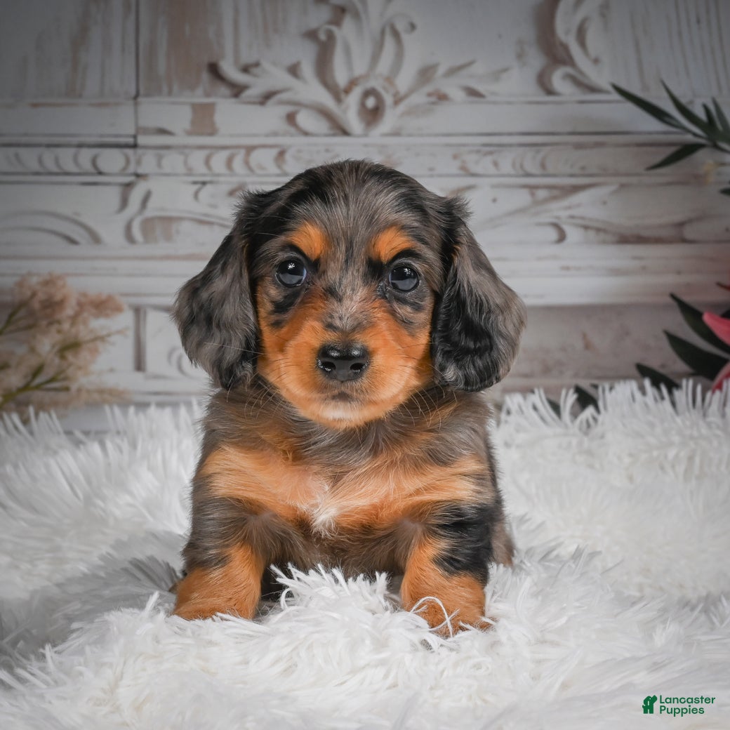 Miniature Dachshund dogs AKC-Hudson - Ad 2
