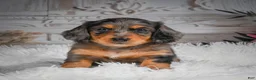 Miniature Dachshund dogs for sale: AKC-Hudson - Ad 2