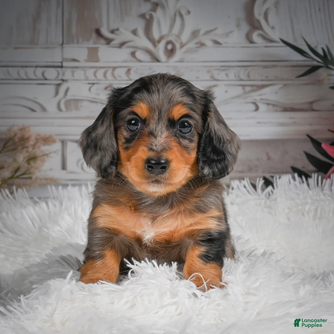 Miniature Dachshund dogs for sale: AKC-Hudson - Ad 2