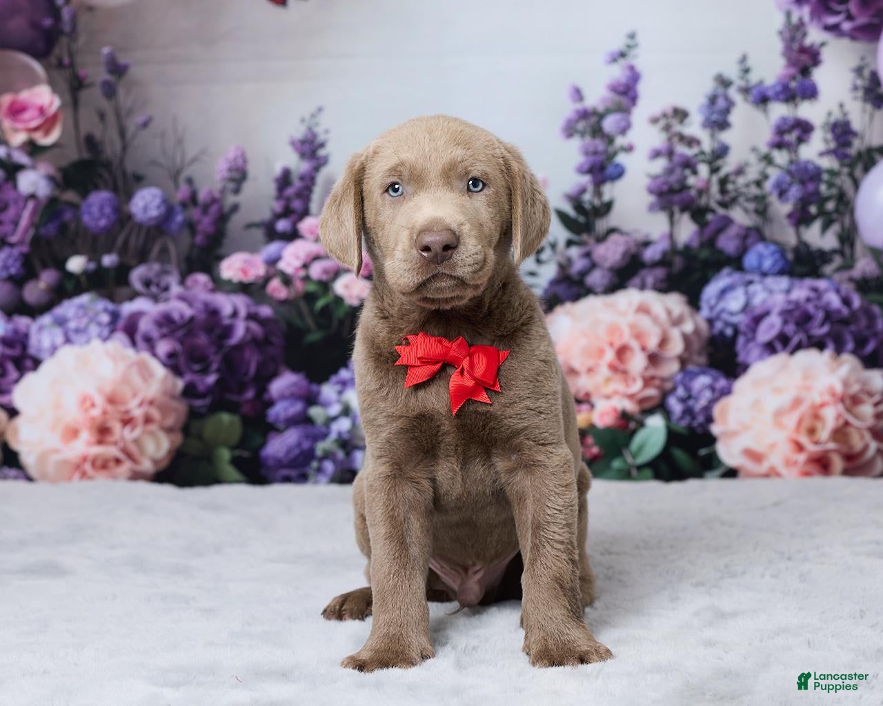 Labrador Retriever dogs Jackson - Ad 1