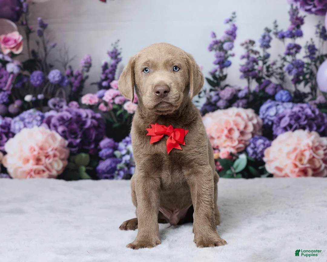 Labrador Retriever dogs for sale: Jackson - Ad 1