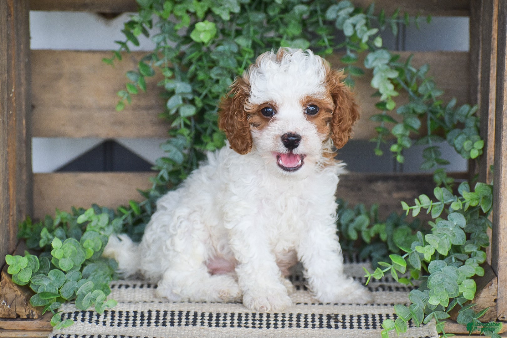 Cavapoo dogs Daisy - Ad 1