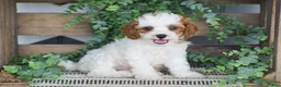 Cavapoo dogs for sale: Daisy - Ad 1