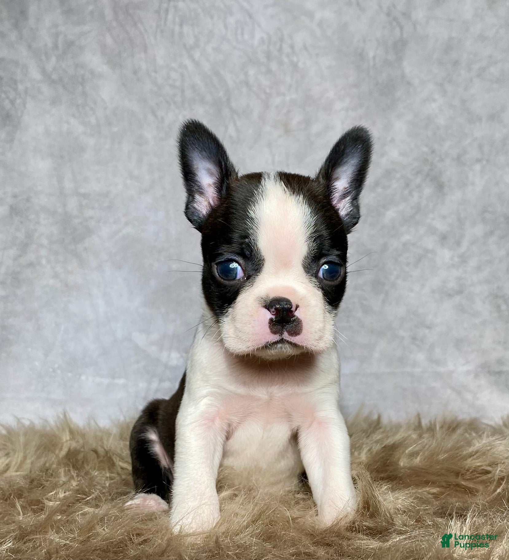 Boston Terrier dogs Milo  - Ad 39