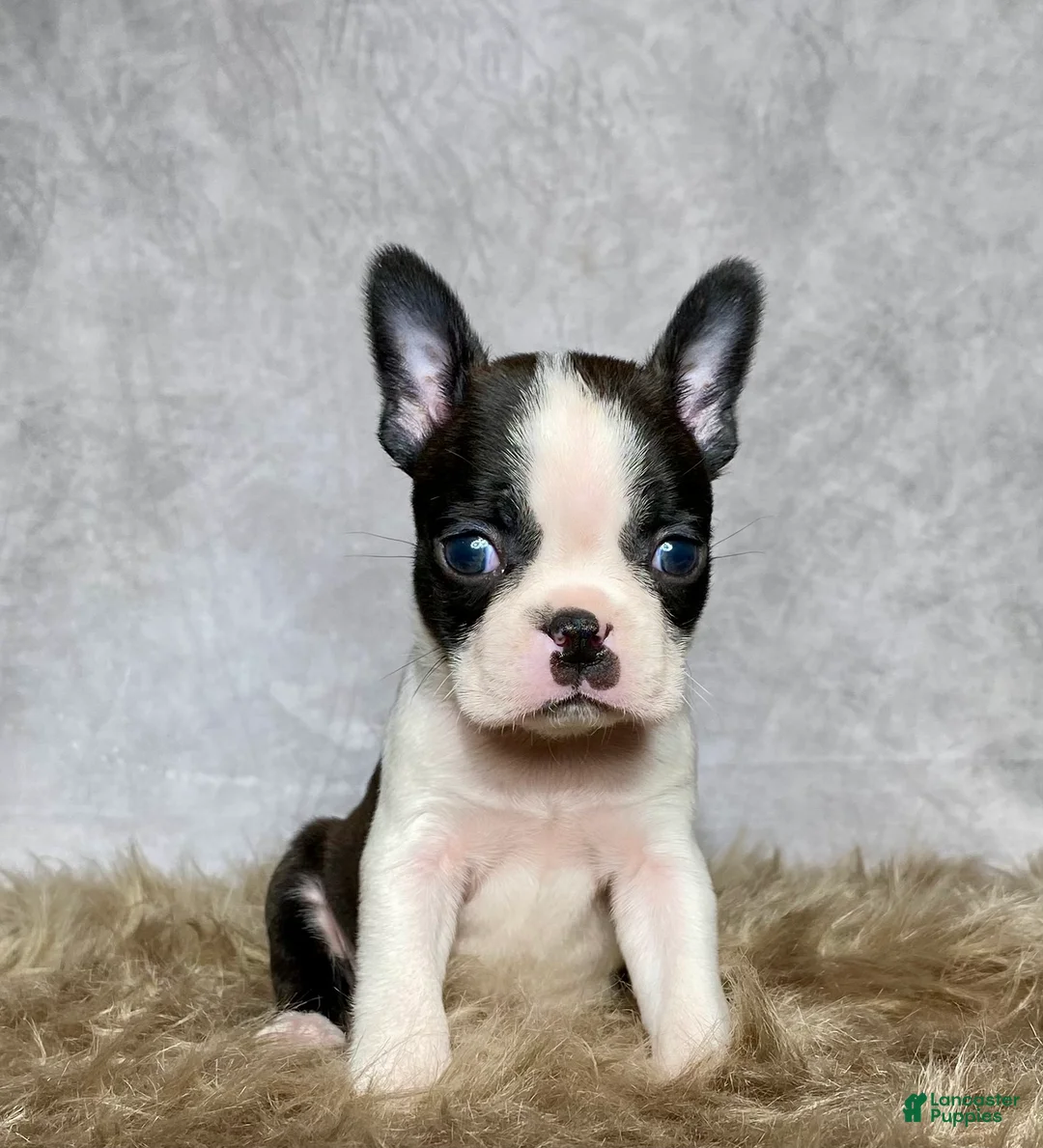 Boston Terrier dogs for sale: Milo  - Ad 1