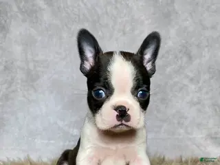 Boston Terrier dogs Milo - Ad 39