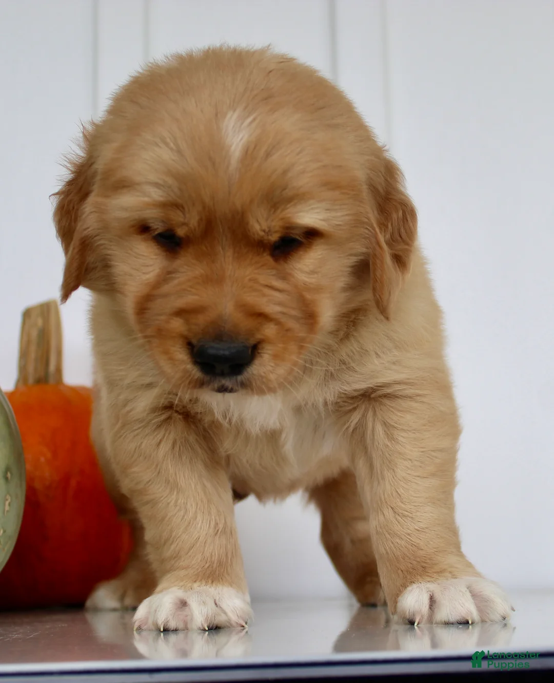 Golden Retriever dogs for sale: Brickel Male AKC Golden Retriever - Ad 2