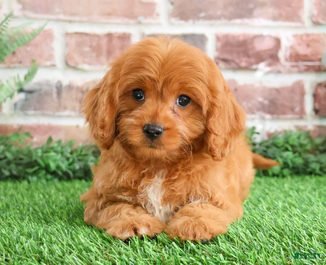 Cavapoo dogs for sale: Boone - Ad 1