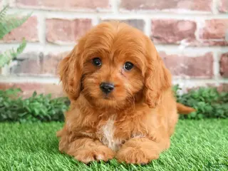 Cavapoo dogs Boone - Ad 40