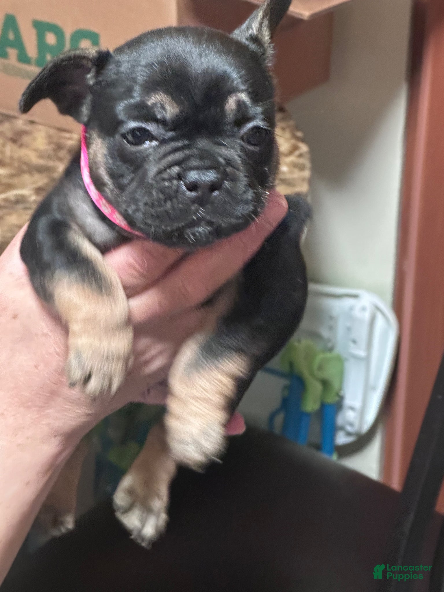 French Bulldog dogs for sale: French Bulldog Puppy 3 - Ad 2